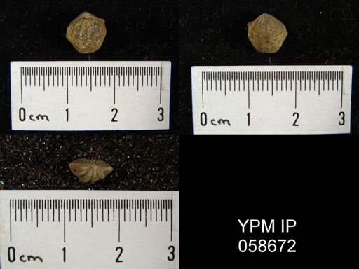 Atrypina imbricata
