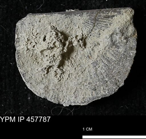Strophodonta sp.