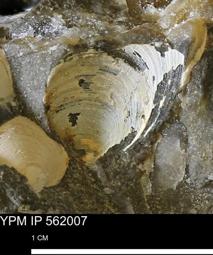 Limopsis sp.