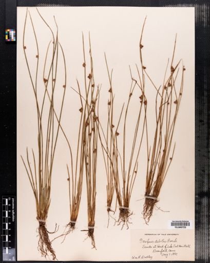 Scirpus debilis