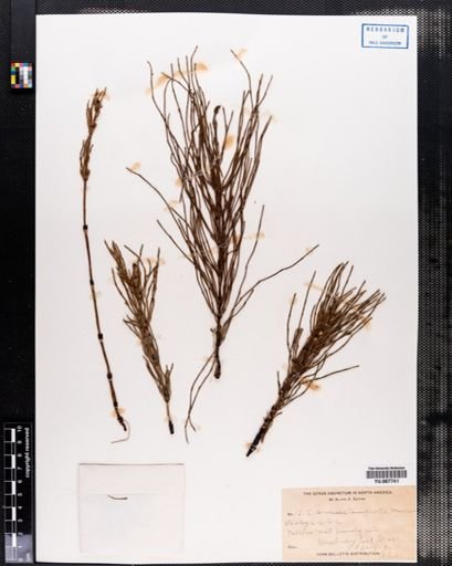 Equisetum arvense