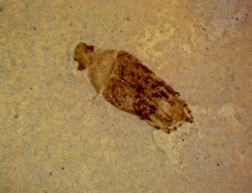undet. Mordellidae