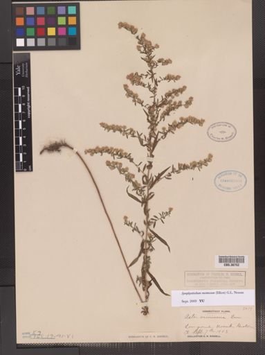 Symphyotrichum racemosum