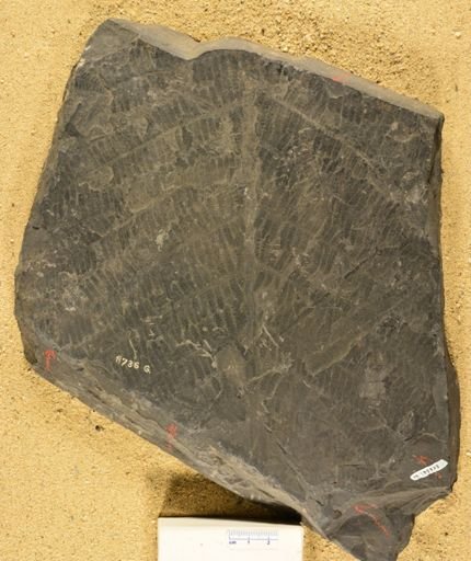 Pecopteris sp.