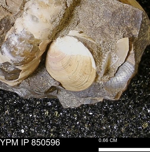 Limopsis striatopunctatus