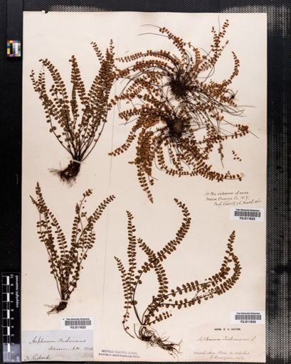 Asplenium trichomanes