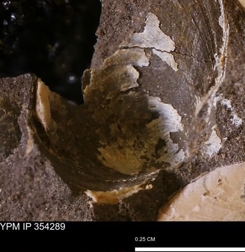undet. Bivalvia