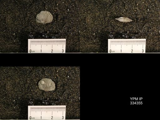 Plectorthis plicatella
