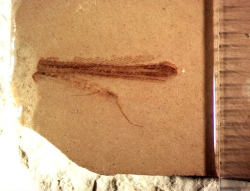 undet. Orthoptera