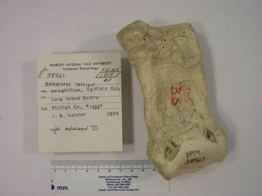 Teleoceras fossiger