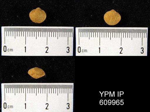 Nucleospira ventricosa