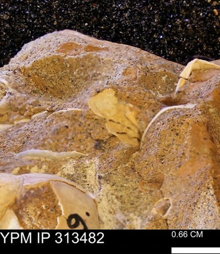 Corbicula