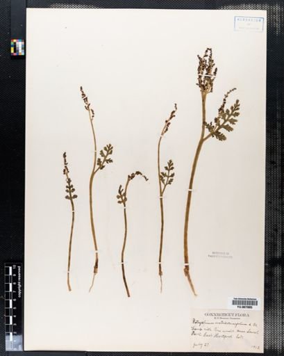 Botrychium