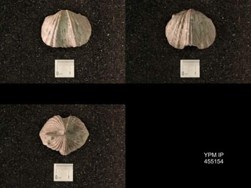 Platystrophia ponderosa