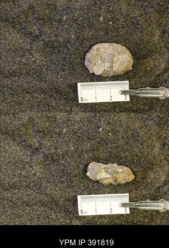 Scaphites whitfieldi