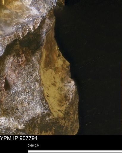 undet. Mollusca