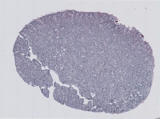 Rana clamitans