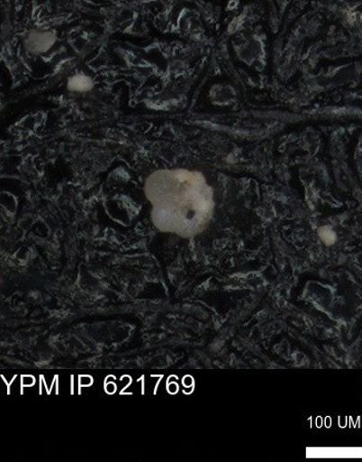 undet. Foraminiferida