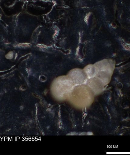 undet. Foraminiferida