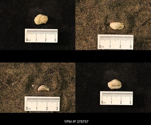 Marginifera wabashensis
