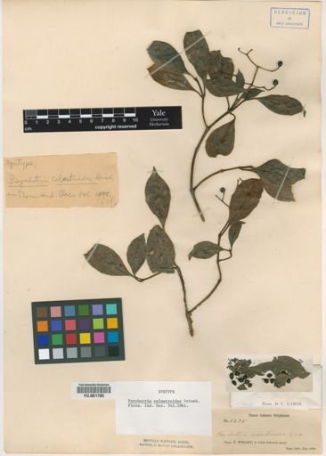 Psychotria celastroides