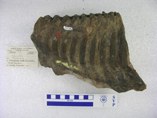 Mammuthus sp.