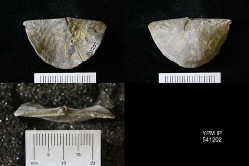Strophomena planumbona