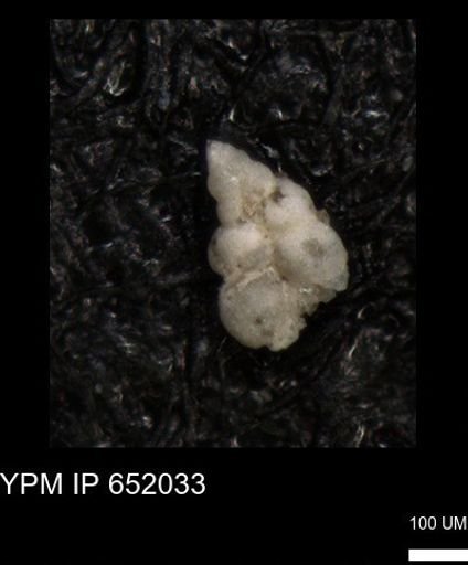 undet. Heterohelicidae
