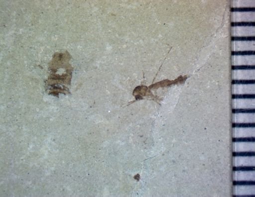 undet. Diptera