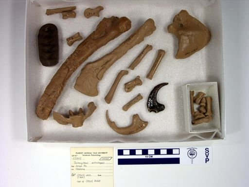 Deinonychus antirrhopus