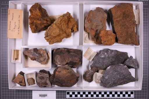 mixed taxa, stratigraphic collection