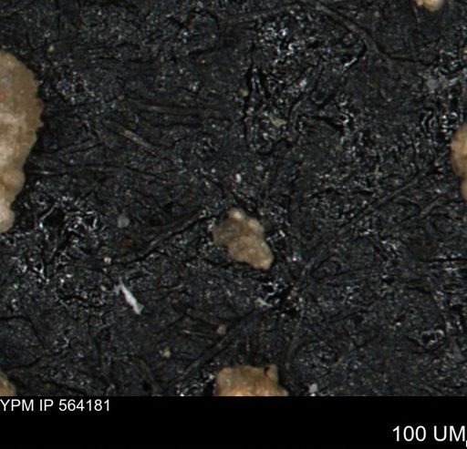 Verneuilina canadensis