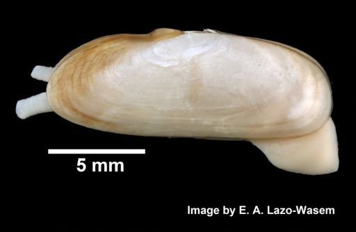 Tagelus plebeius