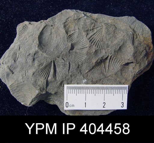 undet. Mucrospiriferidae