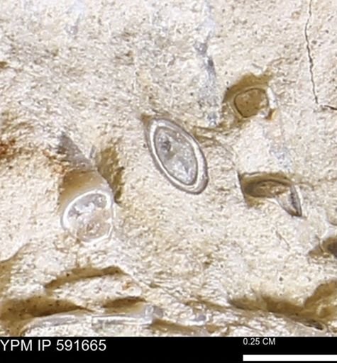 Serpulidae