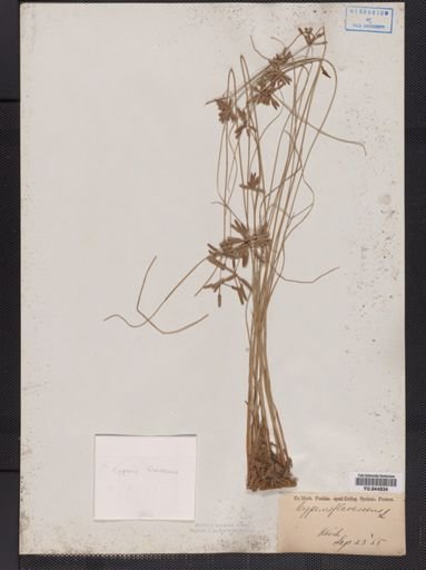 Cyperus flavescens