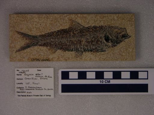 Diplomystus sp.