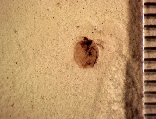 Coleoptera?
