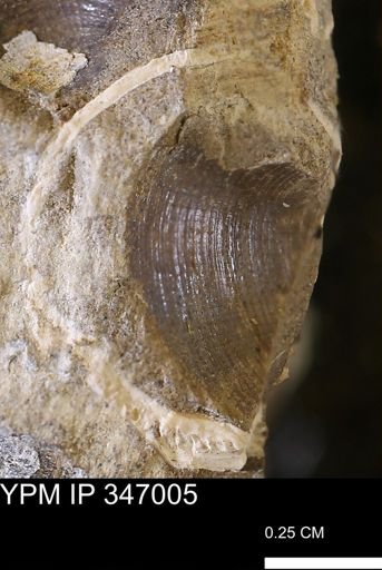 Limopsis striatopunctatus