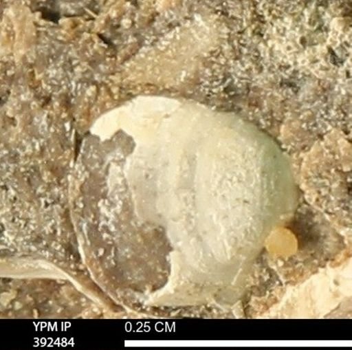 Protocardia subquadrata