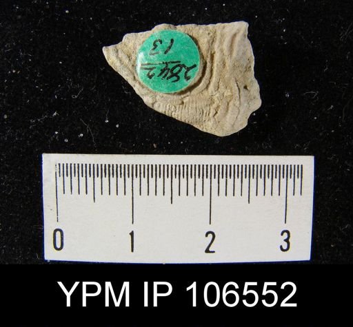 Leptaena rhomboidalis