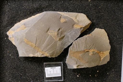 Bryozoa?