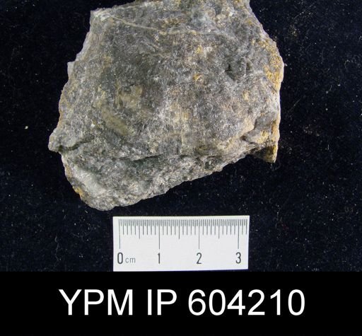 Stropheodonta beckii