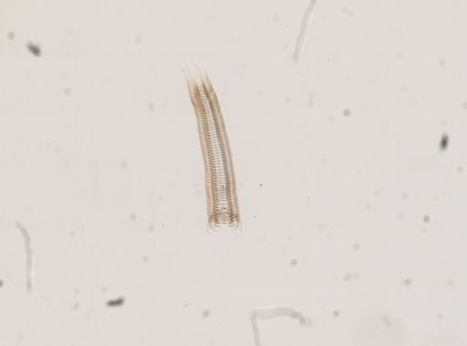 Lyogyrus limosus