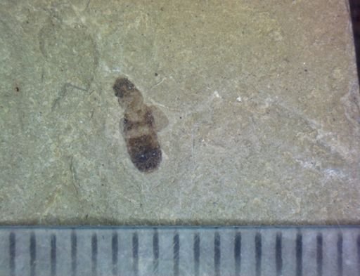 undet. Staphylinidae