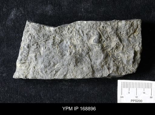 Tentaculites sp.