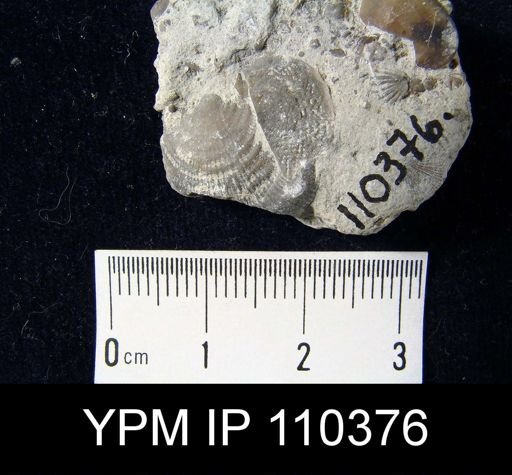 Leptaena julia
