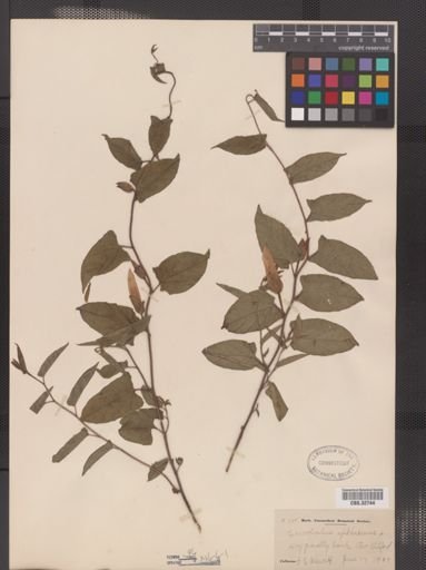 Convolvulus spithamaeus