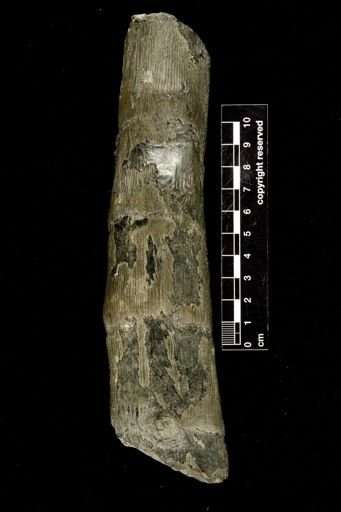 Calamites sp.