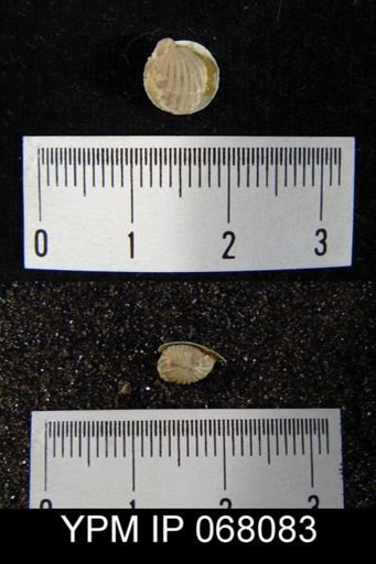 Rhynchospira globosa